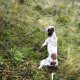 <h1 style="font-size: 12px"><h1 style="font-size: 12px">Caccia in Bosnia: Report fotografico di un viaggio di caccia in Bosnia.</h1></h1>